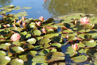 A serene pond filled with blooming lotus flowers surrounded by lush greenery at sunrise.
