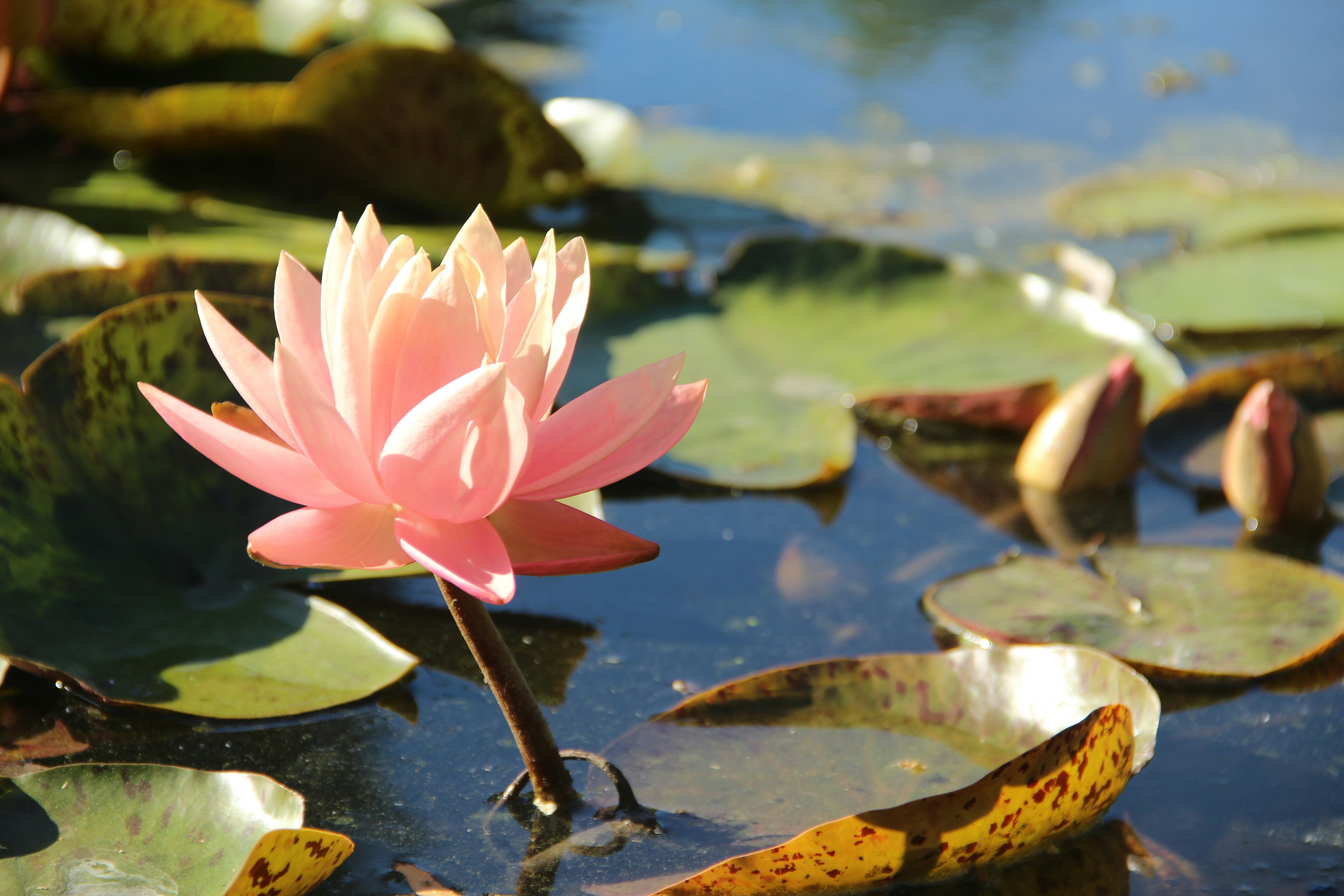 Photo by nitin_kathiriya