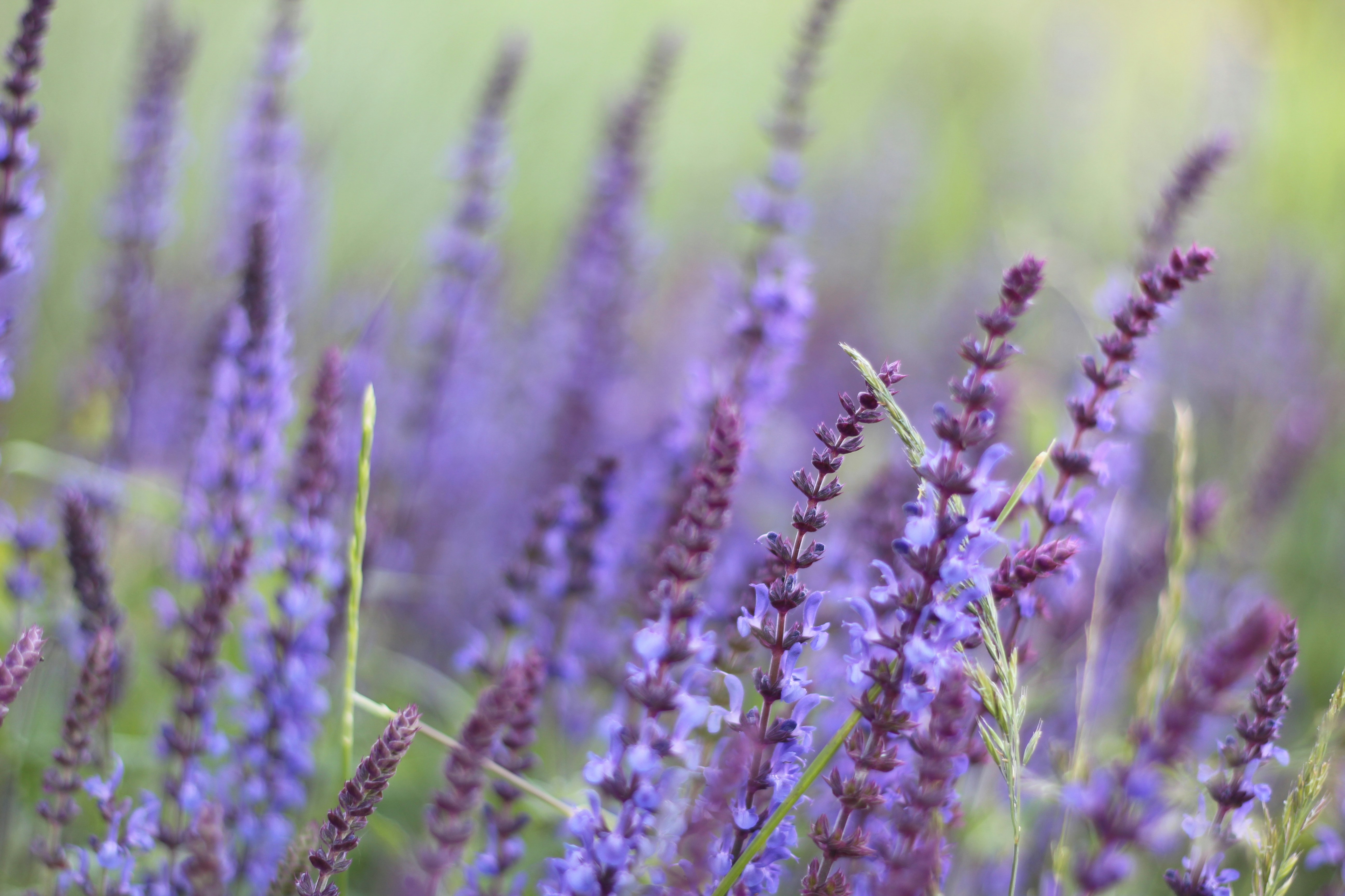 Photo by nitin_kathiriya