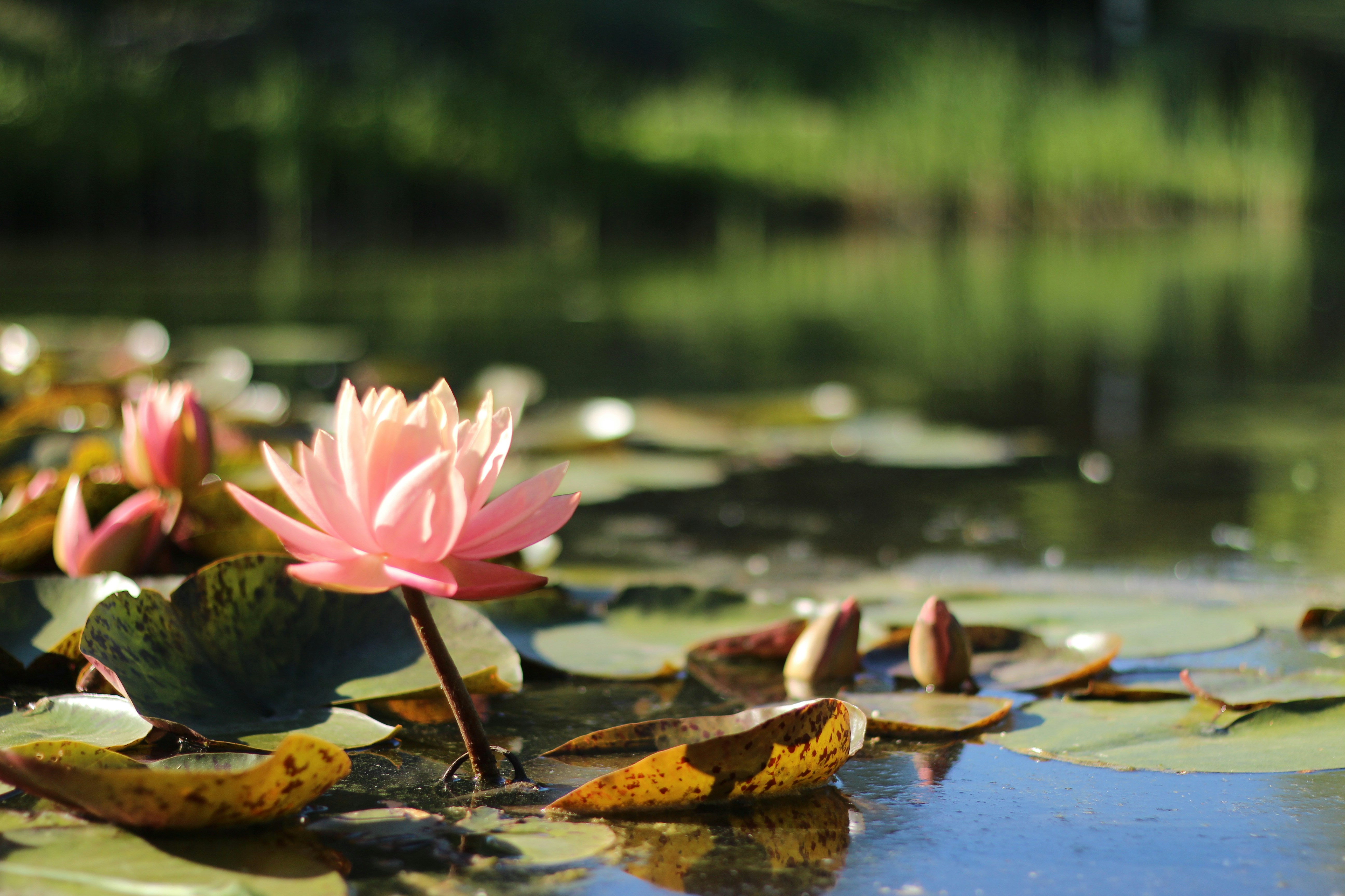 Photo by nitin_kathiriya