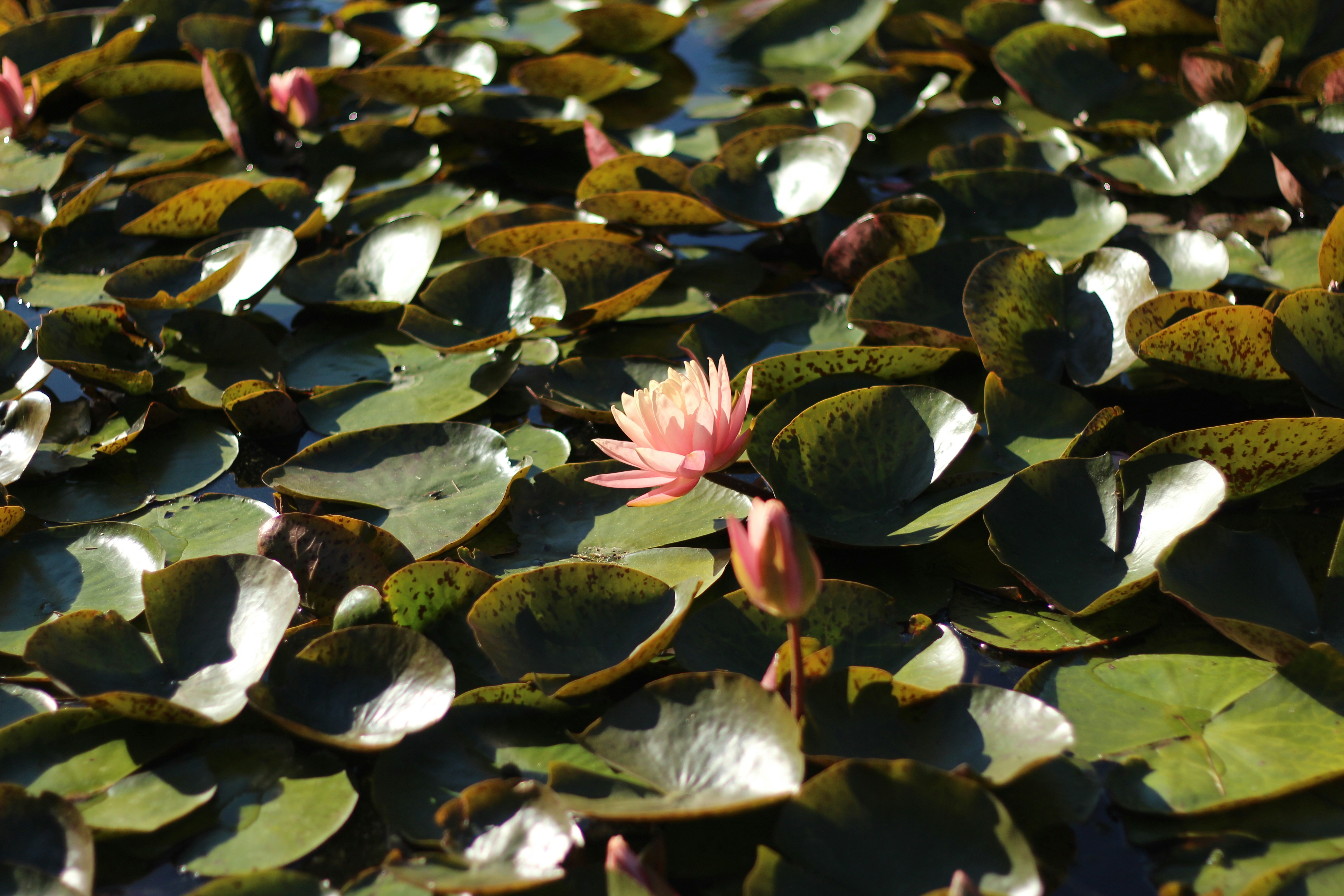 Photo by nitin_kathiriya