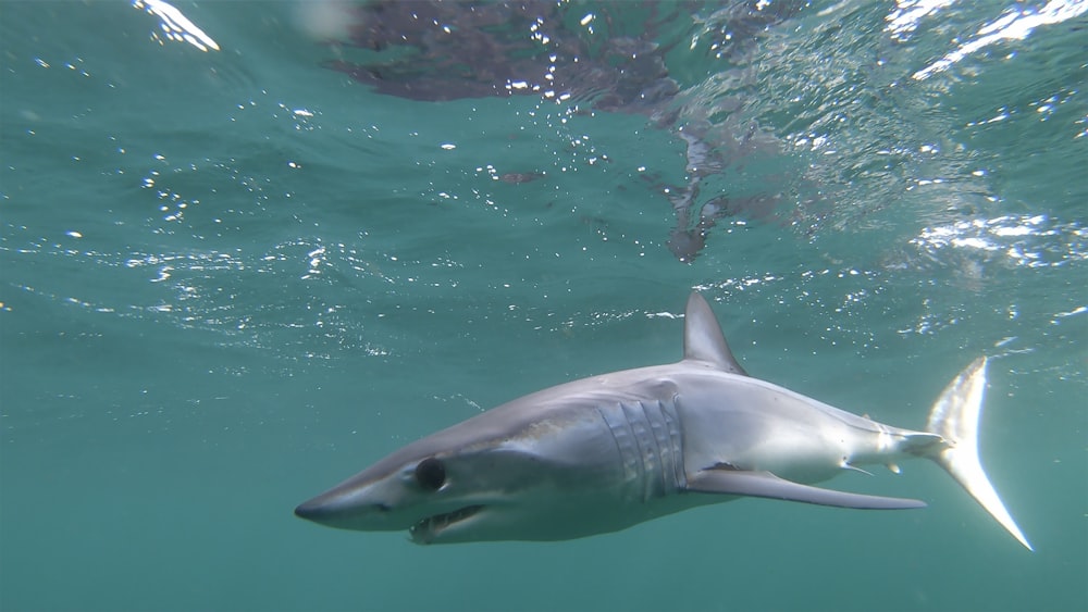 grey shark in the water