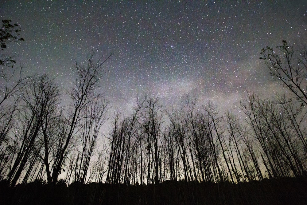 bare trees under starry night