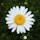 white daisy in bloom during daytime