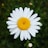 white daisy in bloom during daytime