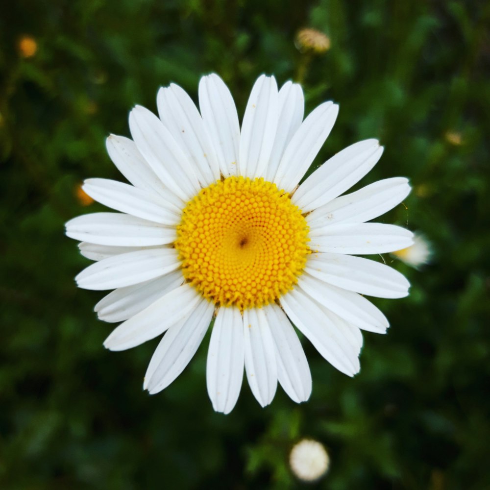 margarida branca em flor durante o dia