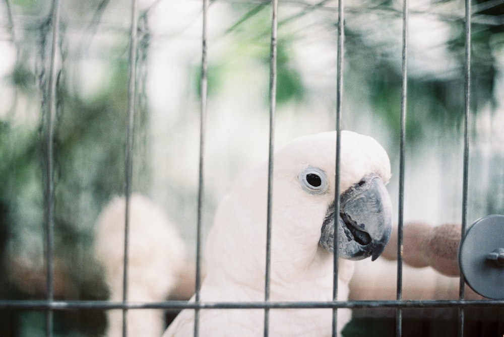 white bird on brown tree branch