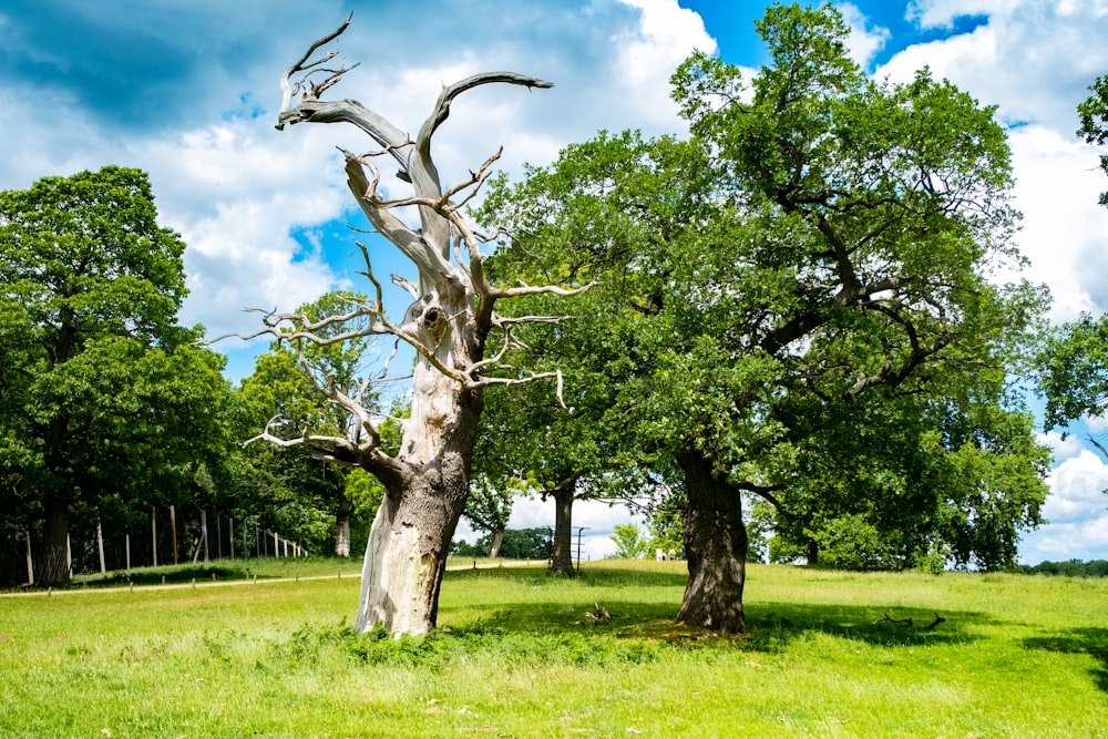 campo di erba verde con alberi verdi sotto cielo blu durante il giorno