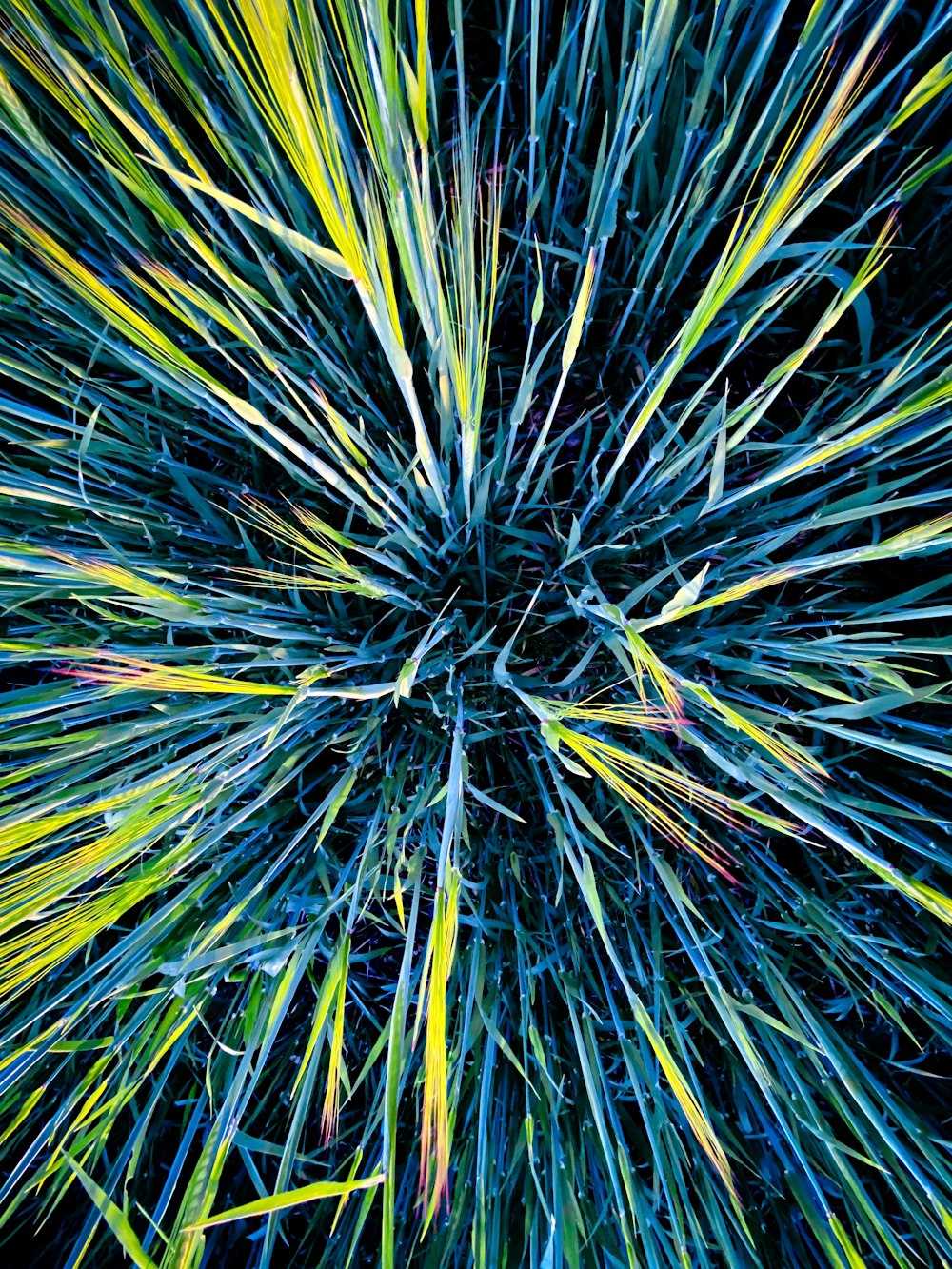 クローズアップ写真の緑と青の植物