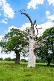 A serene backyard scene featuring a majestic old tree standing proudly against a clear blue sky.