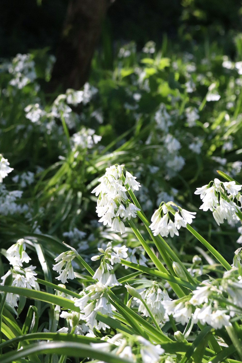 white flowers with green leaves