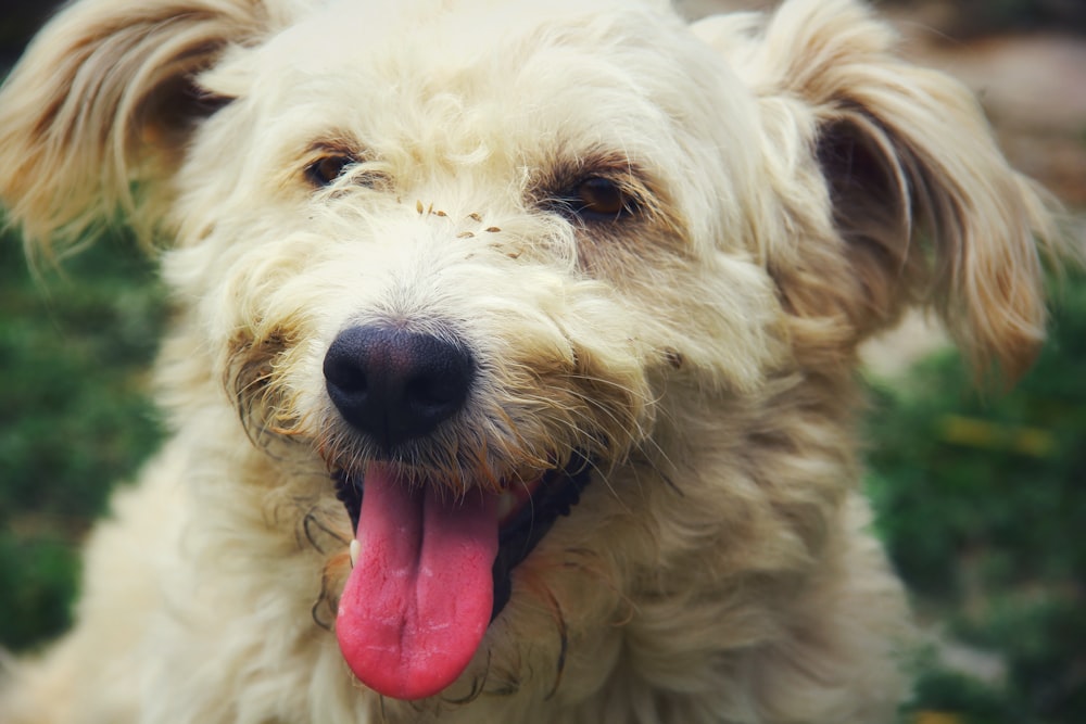 white long coated dog with pink tongue out