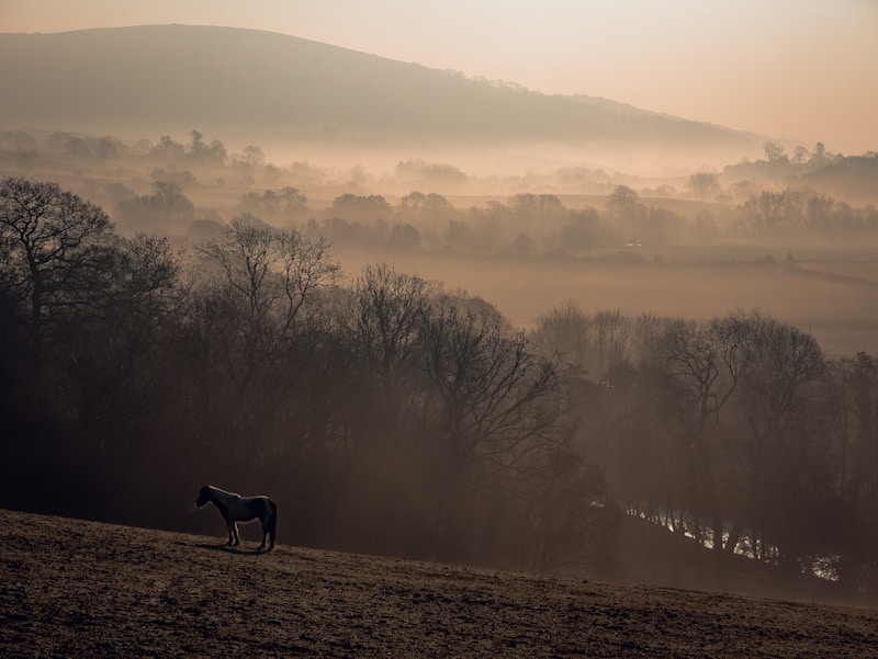 Herefords