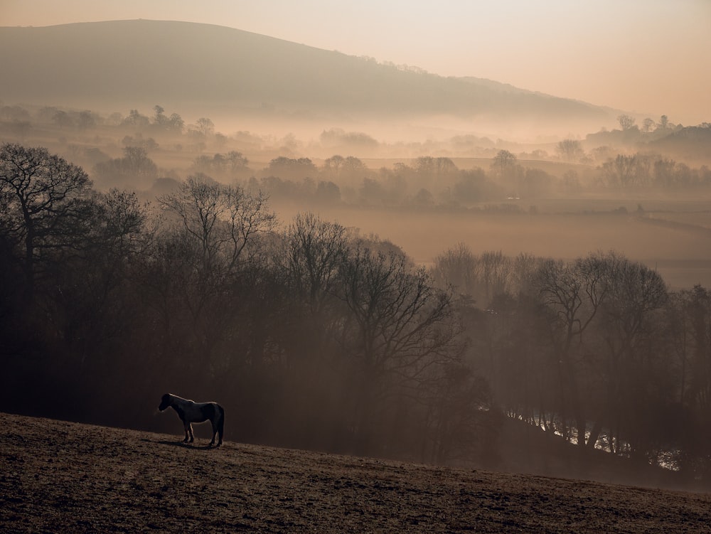 cheval noir sur un champ brun pendant la journée