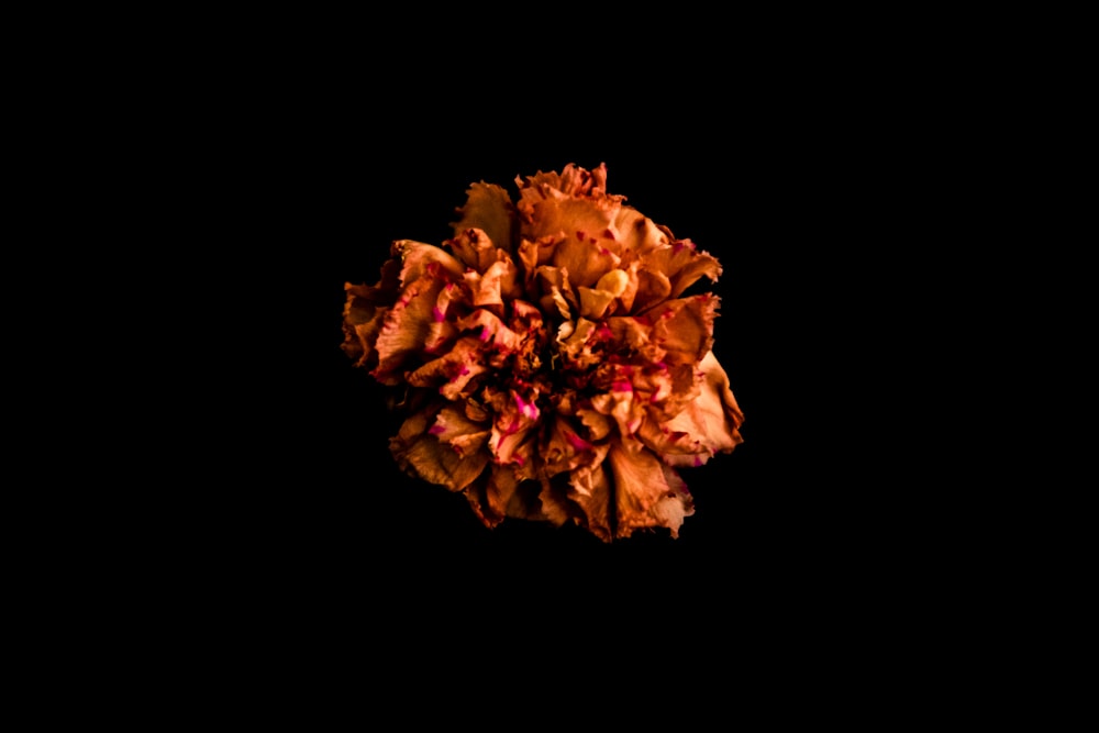 brown and yellow flower in black background