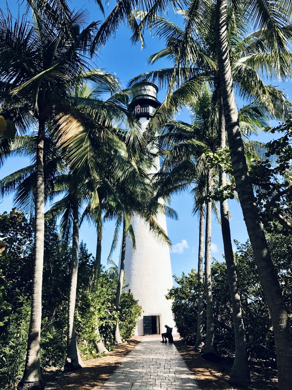 white concrete tower between palm trees