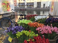 Bicycles parked alongside a canal with blooming tulips in the background during spring.