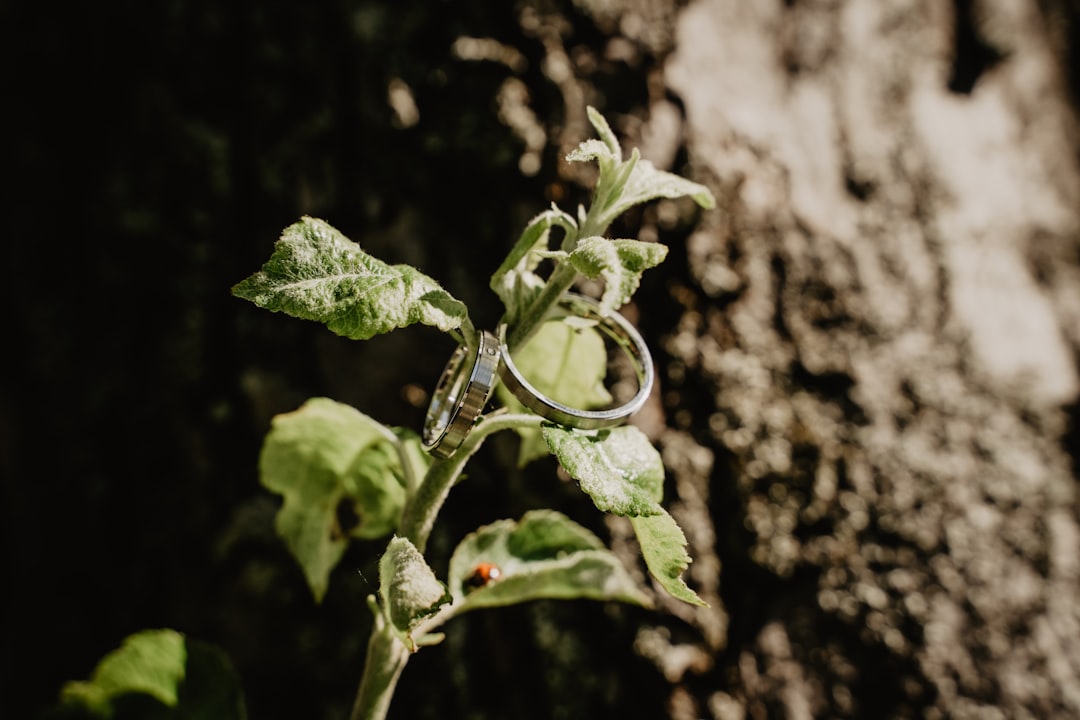 silver ring on green plant