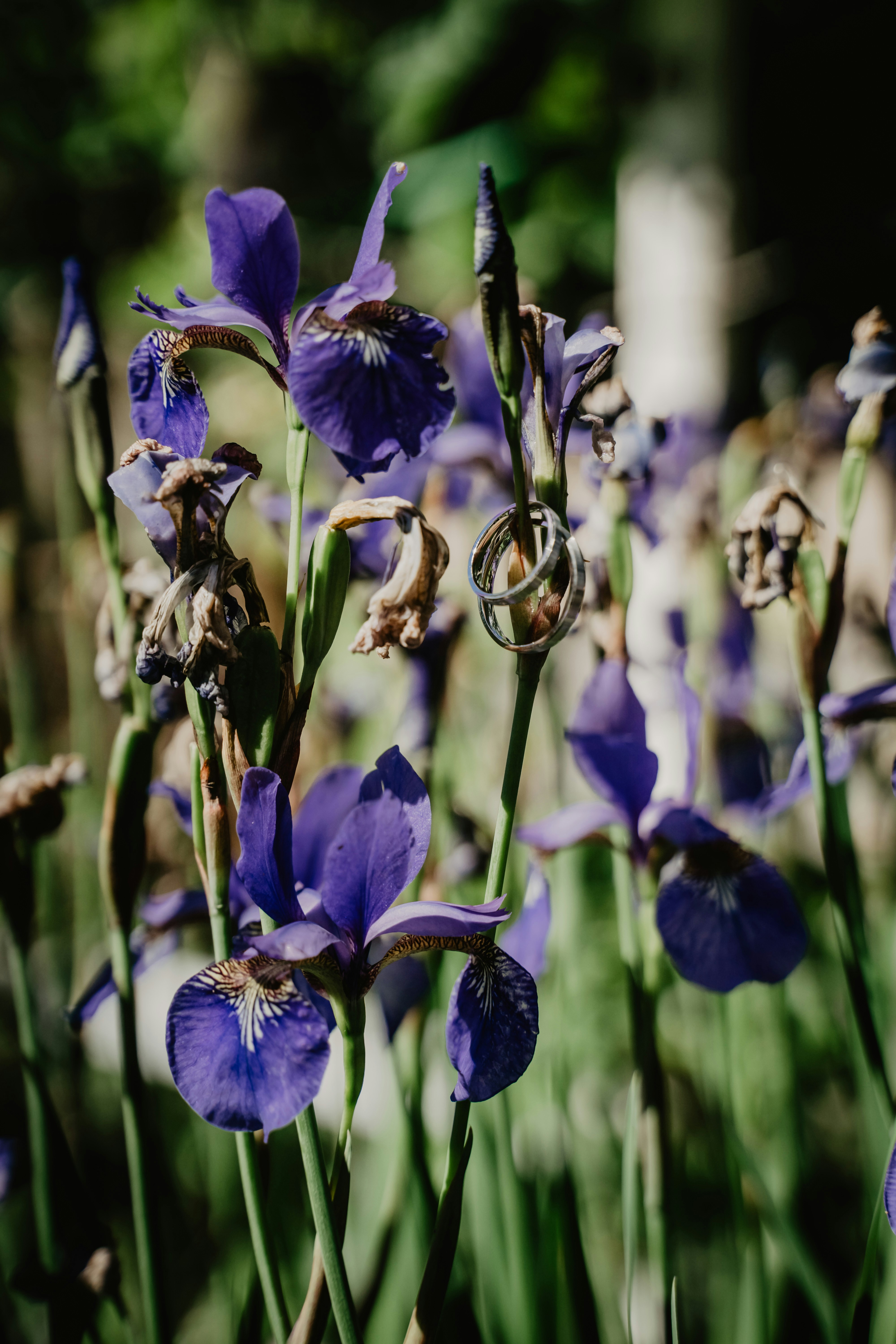 Définition de iris Dictionnaire français