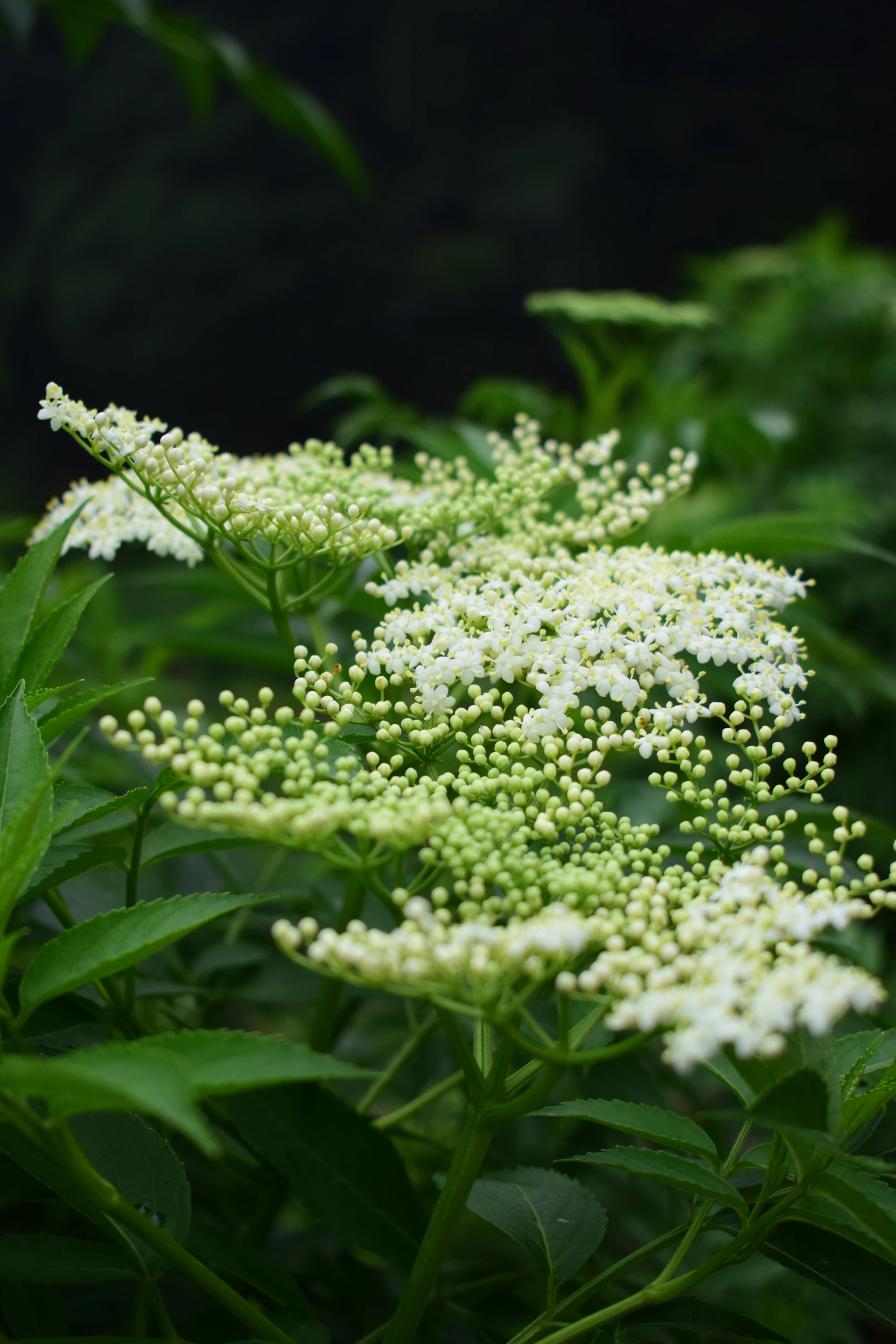 white flowers with green leaves