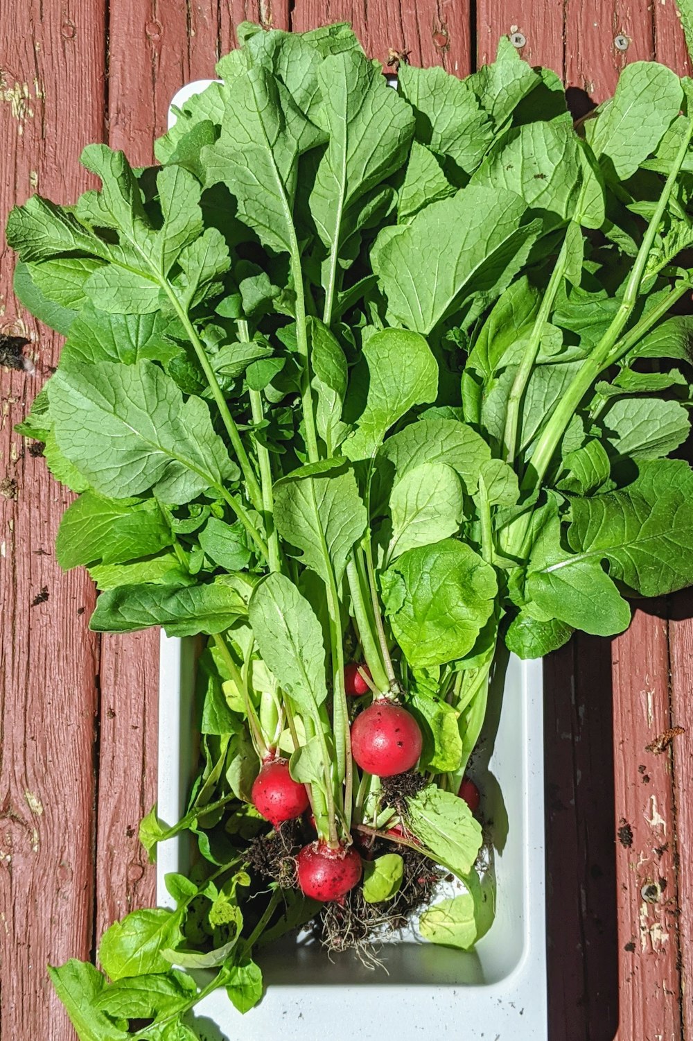 red tomato on green leaves