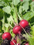 red round fruit on brown tree branch
