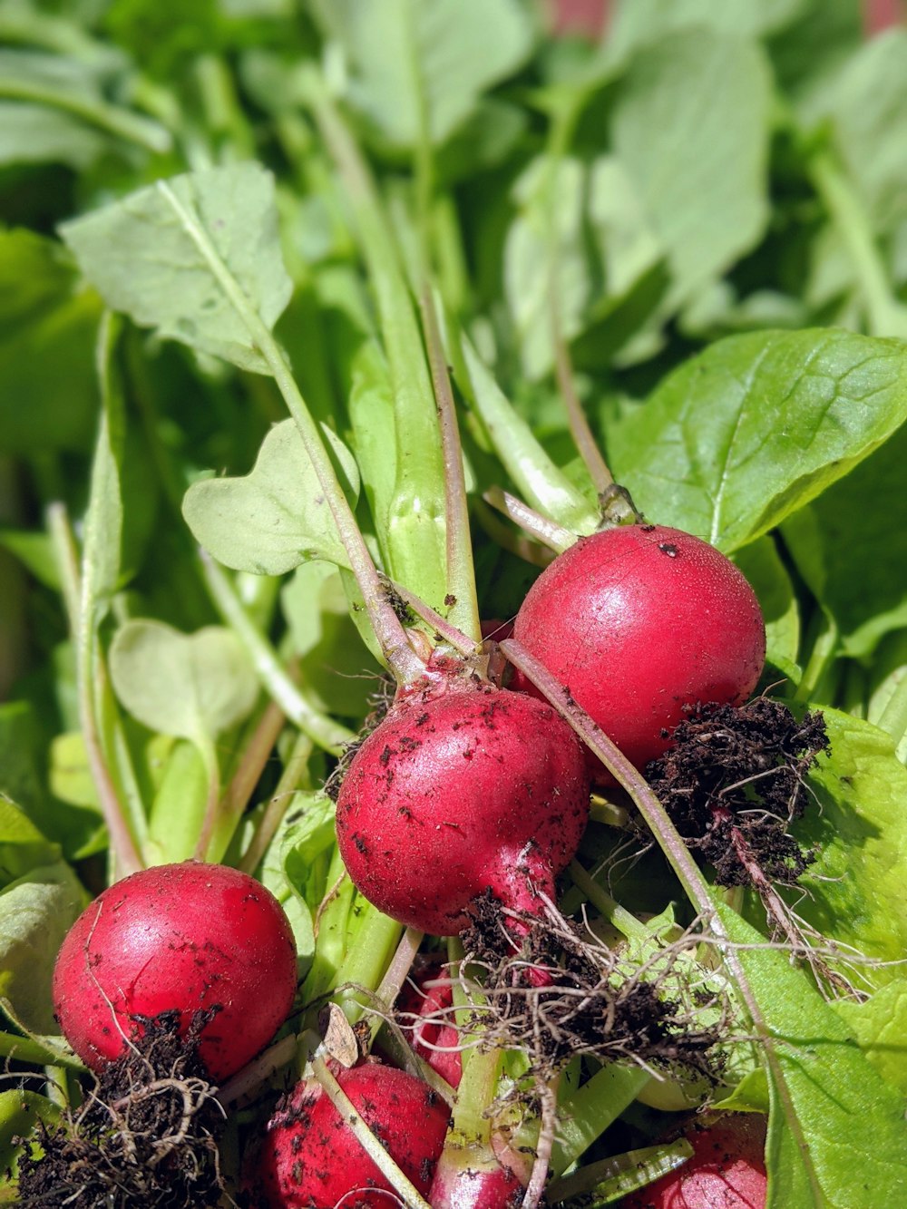 red round fruit on brown tree branch