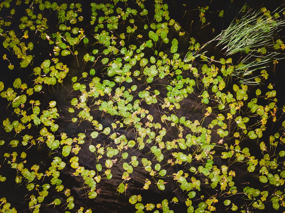 a group of green plants floating on top of a body of water