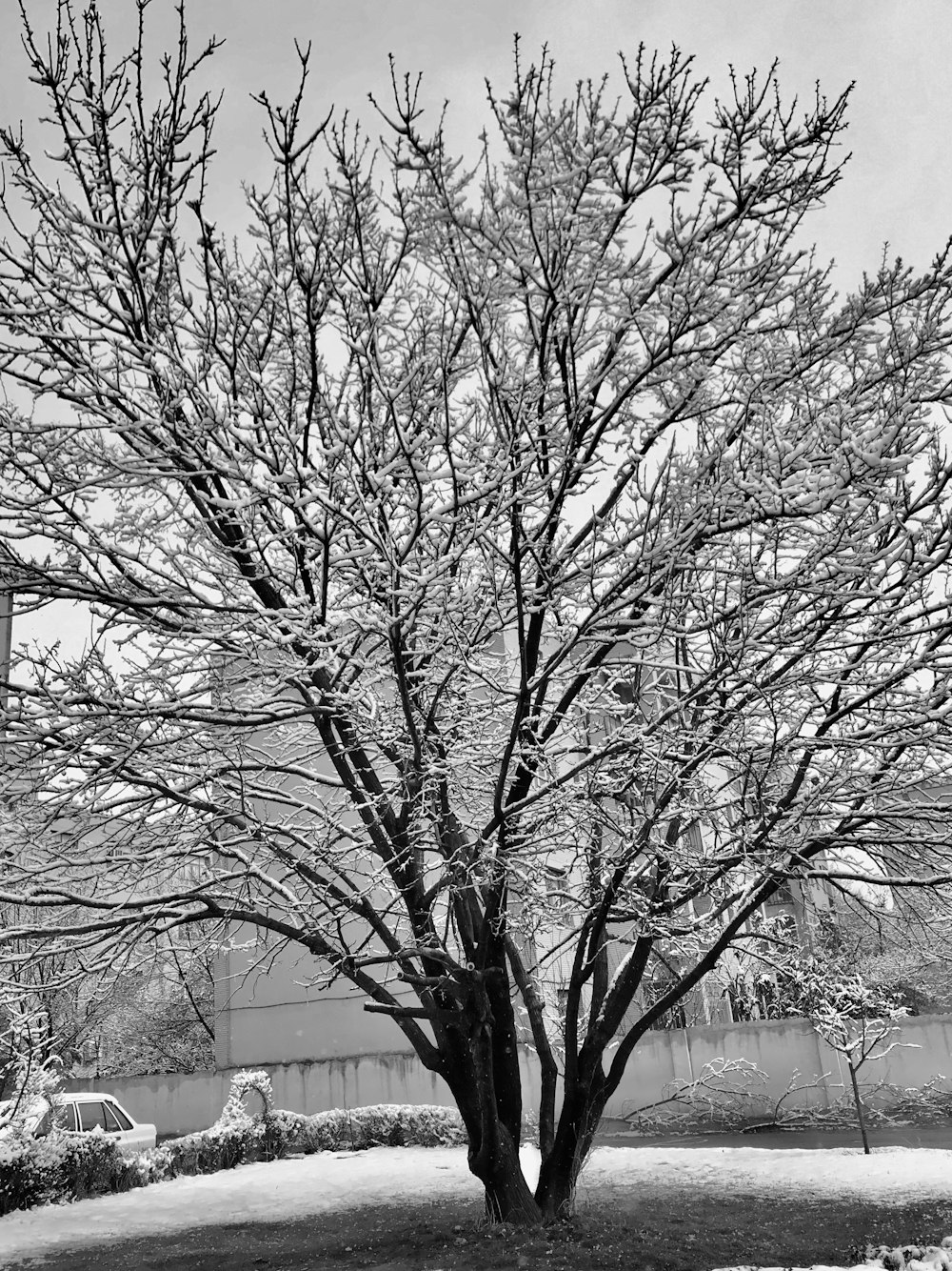 bare trees on snow covered ground during daytime