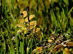 A close-up of green plants in a field under sunlight.
