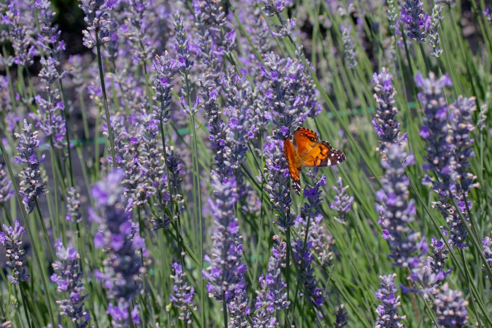 brown butterfly perched on purple flower
