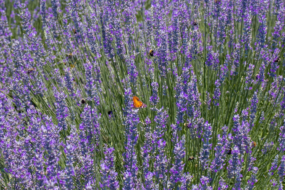 mariposa azul y naranja en hierba verde durante el día