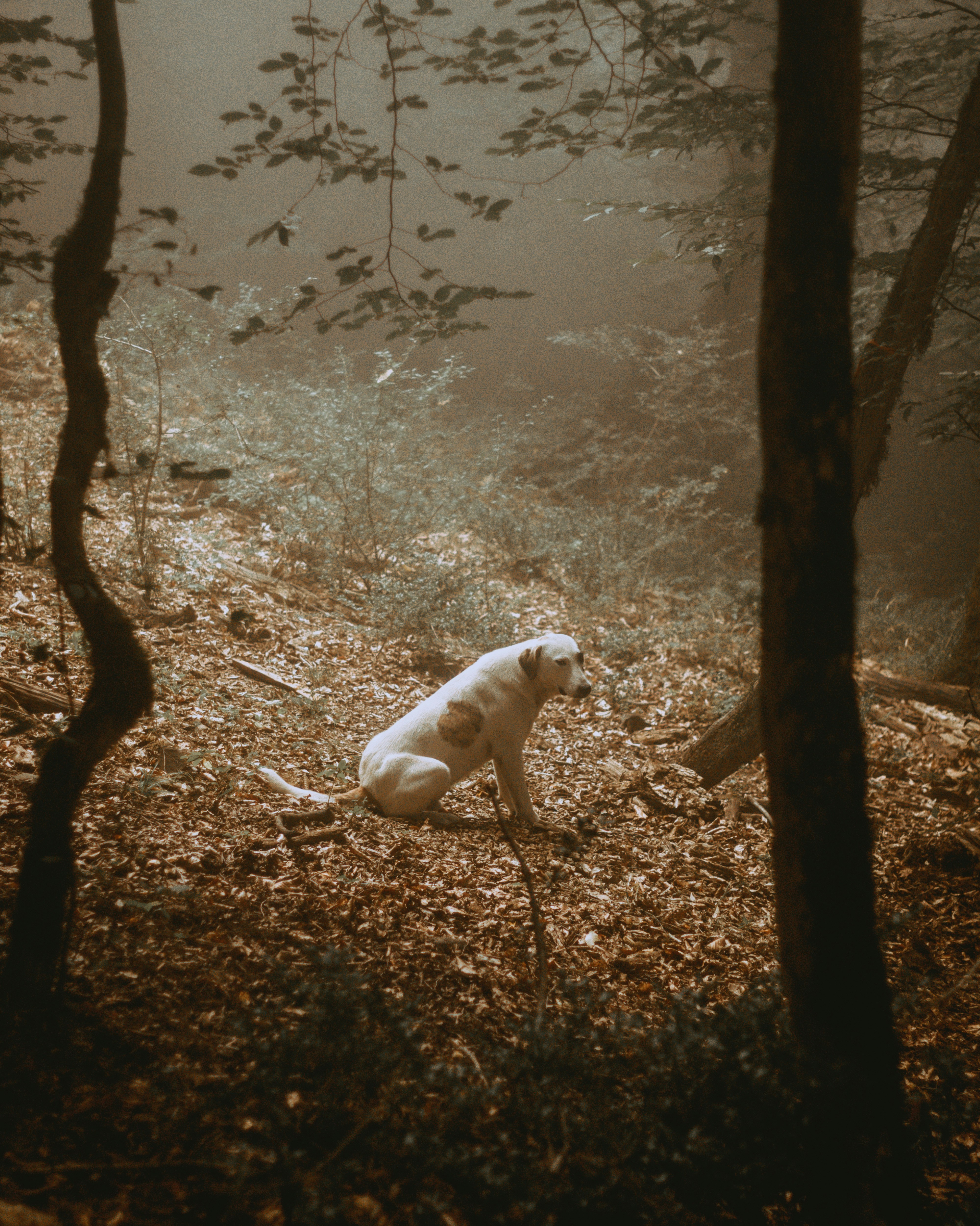 a dog safe in jungle