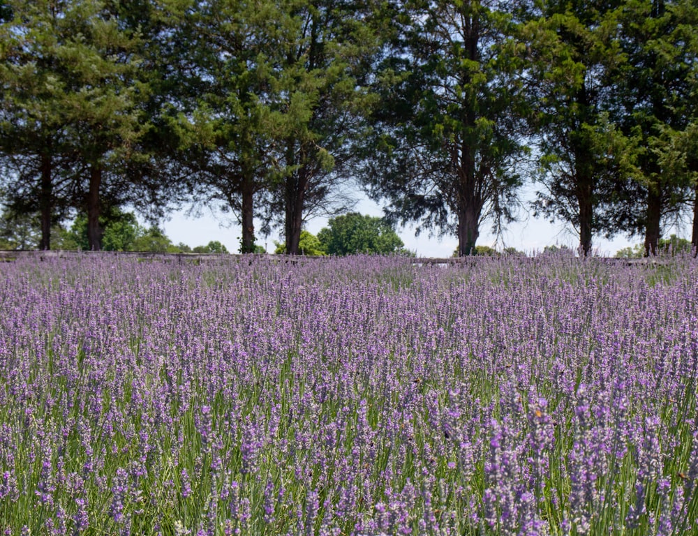 Un campo de flores púrpuras con árboles al fondo