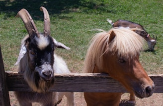A goat with large horns stands next to a pony with a blonde mane, both leaning over a wooden fence. The background shows grassy terrain with another goat grazing.