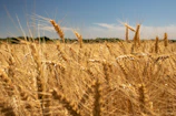 A golden wheat field under a bright blue sky, with a farmer gently inspecting the crops.