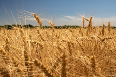 A vast field of golden wheat swaying gently in the breeze under a clear blue sky.