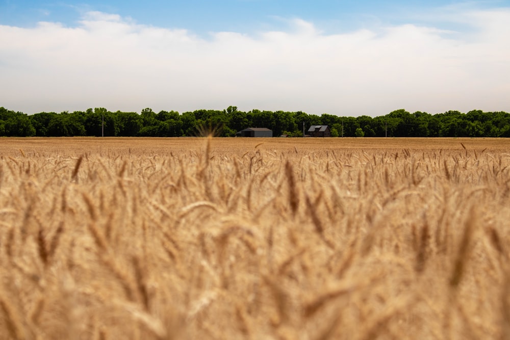 brown field under blue sky during daytime