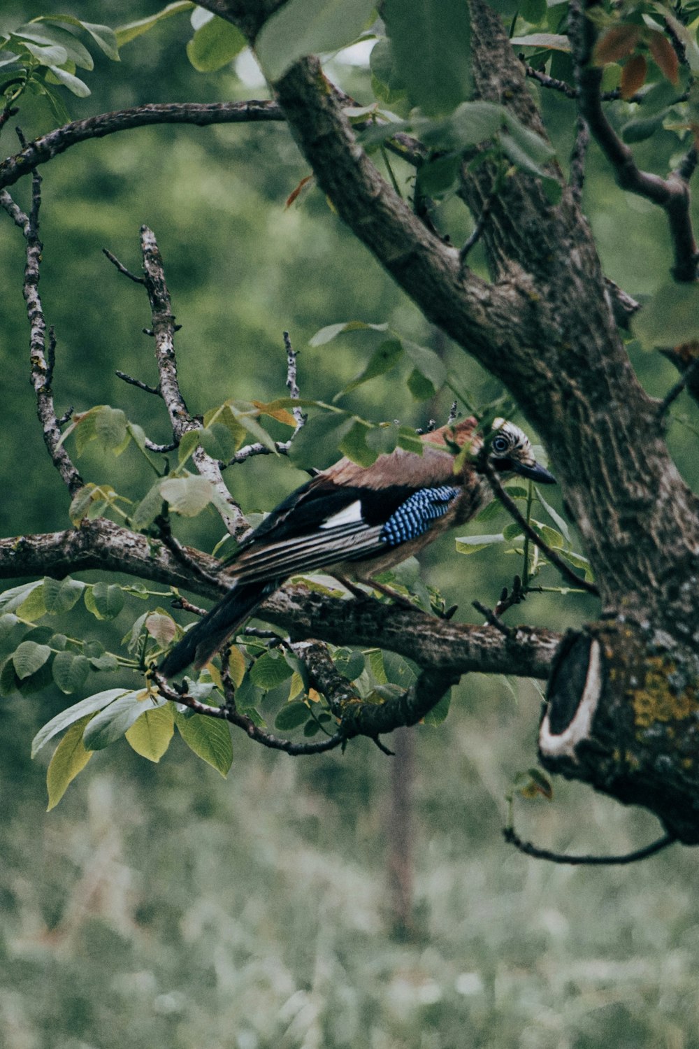 pájaro azul y blanco en la rama de un árbol durante el día