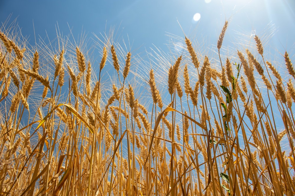 campo di grano marrone sotto il cielo blu durante il giorno