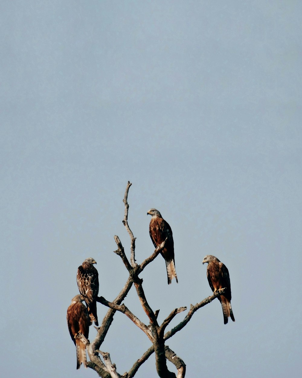 pájaro marrón en la rama de un árbol marrón durante el día
