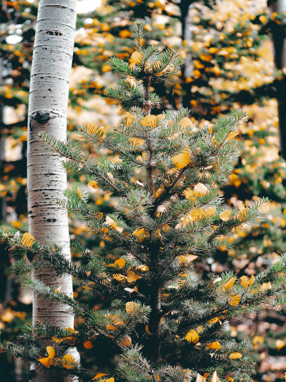 yellow leaves on tree branch