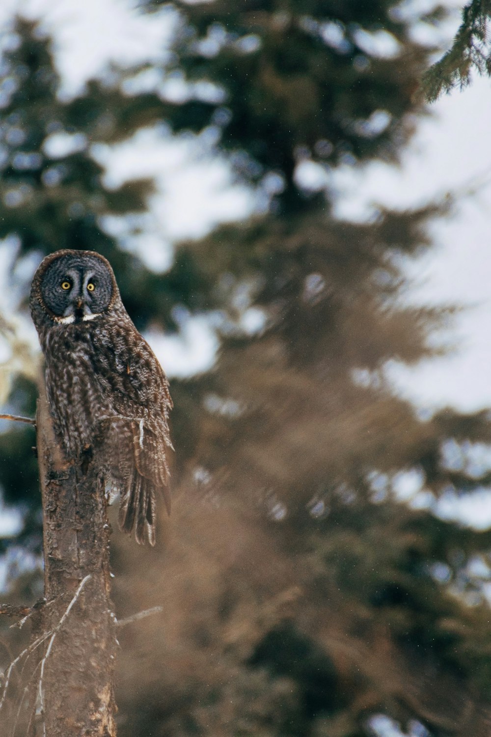 brown owl perched on tree branch during daytime