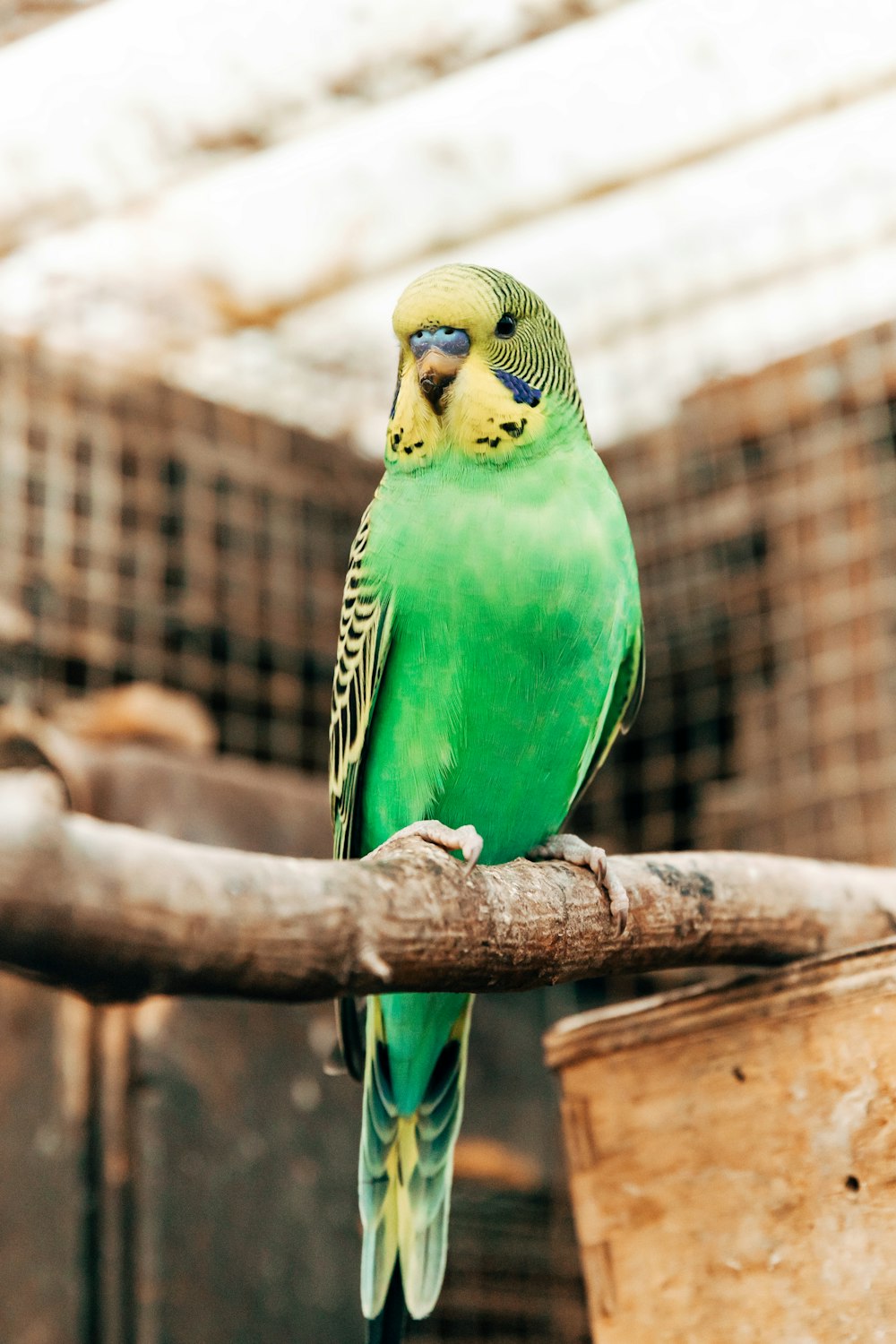 green and yellow bird on brown tree branch