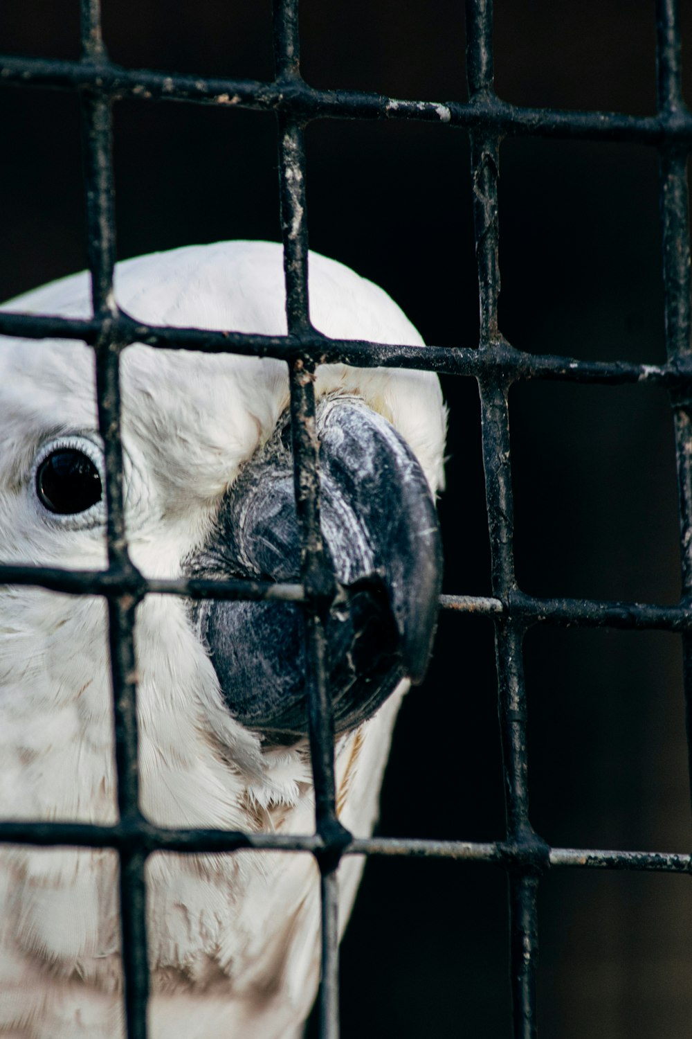 white bird in black cage