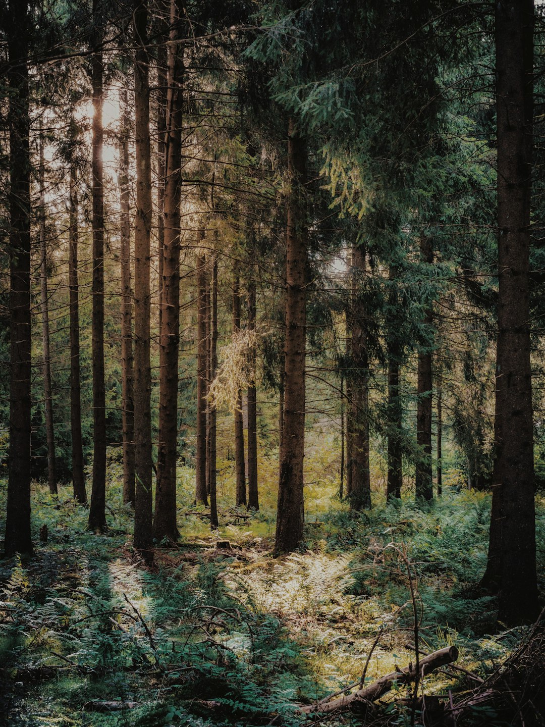 Forest photo spot Baza otdykha Agoy Даховская