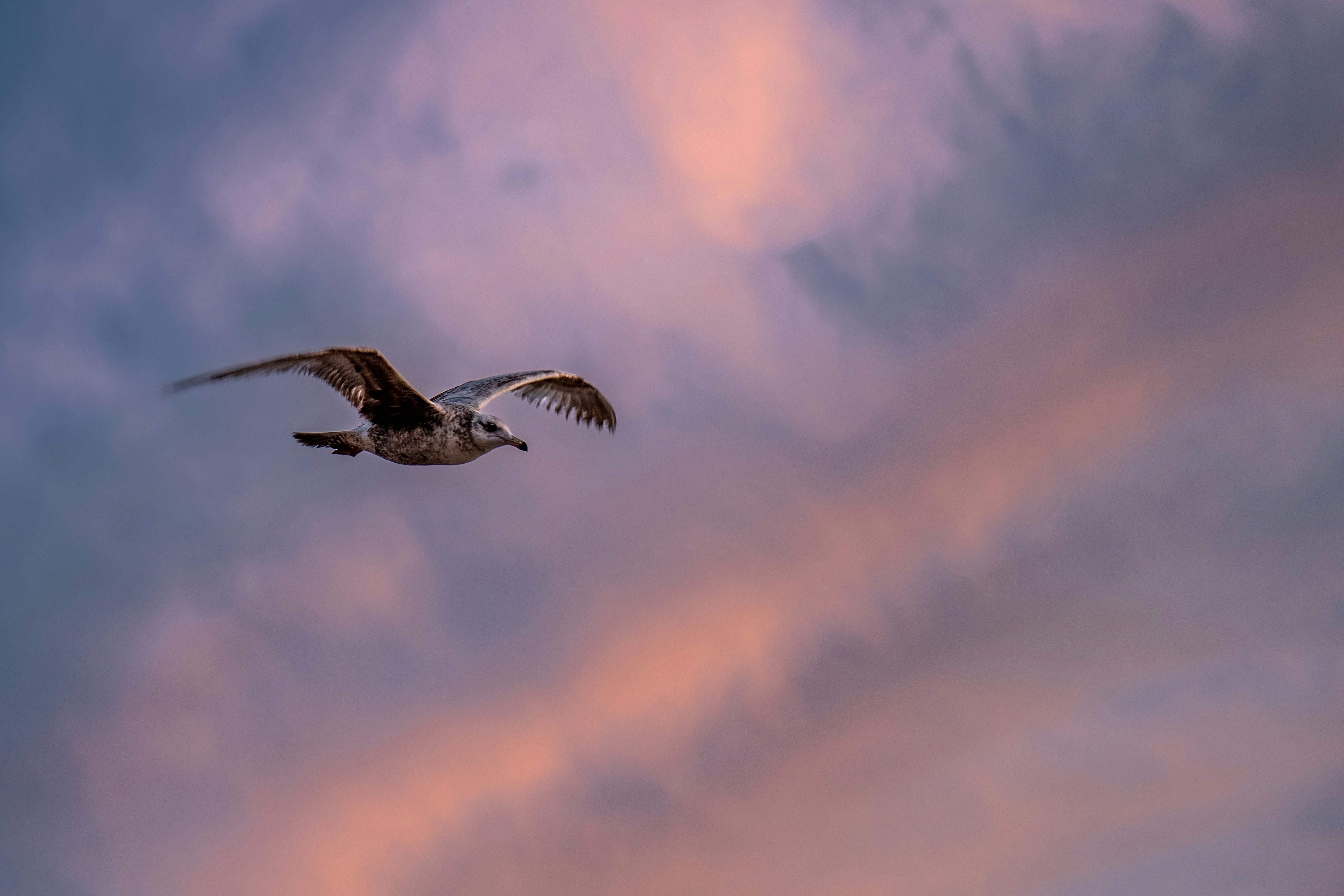 black and white bird flying under cloudy sky during daytime