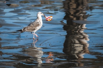 white and gray bird on water during daytime with a piece of plastic in its beak