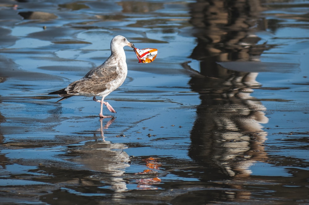 pássaro branco e cinza na água durante o dia
