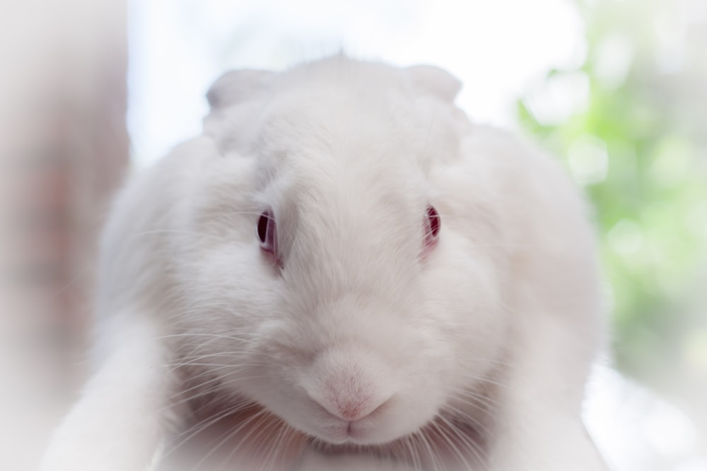 white rabbit in close up photography